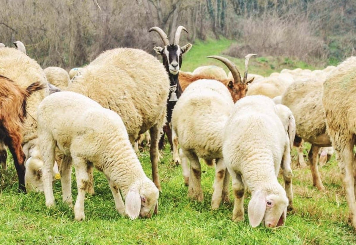 Sheep grazing among two goats with horns looking up